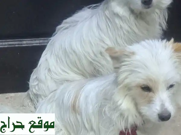 فرصة نادرة: 3 جراء مالتيز بيور أصيلة | شعر طويل فائق الجودة | رفيقك المنتظر! 2