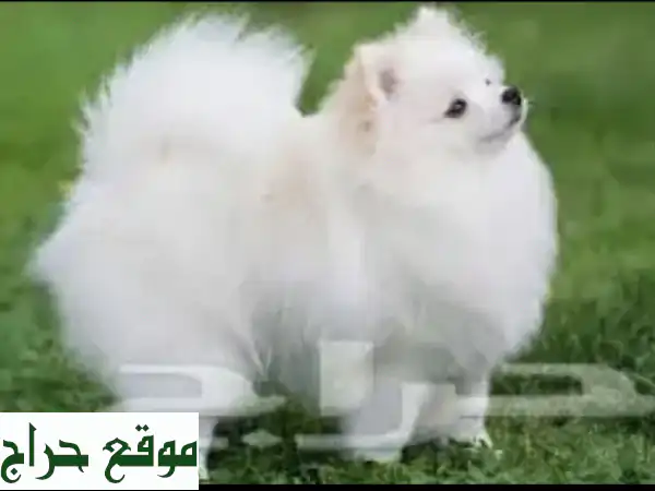 أفضل أكل كلاب دجاج (هياكل) 10 ك بـ 60 ر.س! مكافآت متنوعة وتوصيل الرياض 3