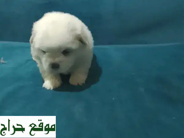 جروات شيتزو أنثى رائعة للبيع في المنامة | مطيعة ولعوبة 💖