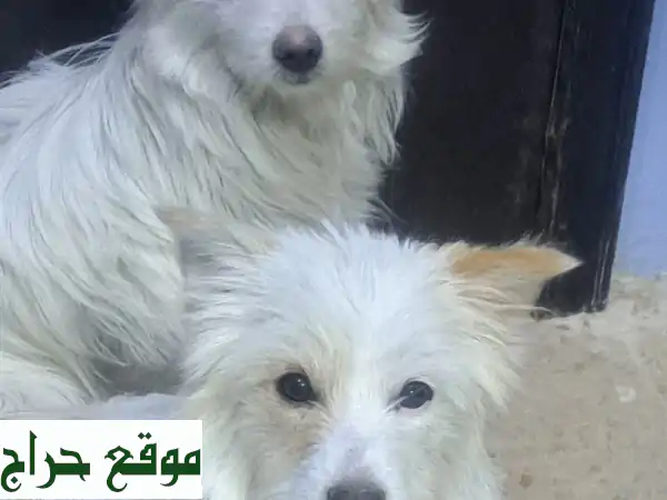 فرصة نادرة: 3 جراء مالتيز بيور أصيلة | شعر طويل فائق الجودة | رفيقك المنتظر! 3
