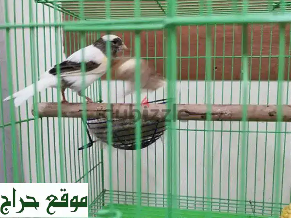 زوج كناري رائع (ذكر وأنثى) - جمال وتغريد يملأ منزلك بهجة! 3