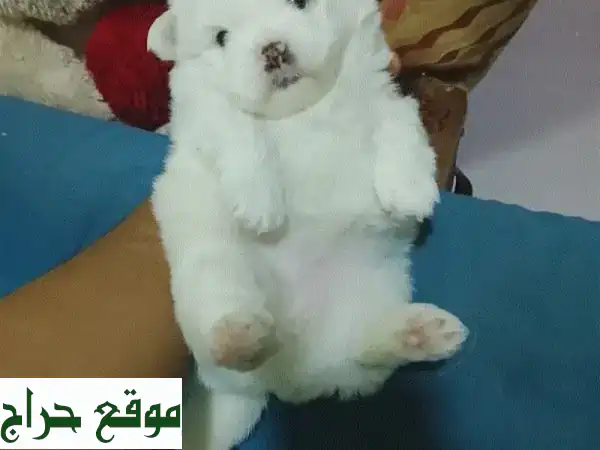 جروات شيتزو أنثى رائعة للبيع في المنامة | مطيعة ولعوبة 💖 2
