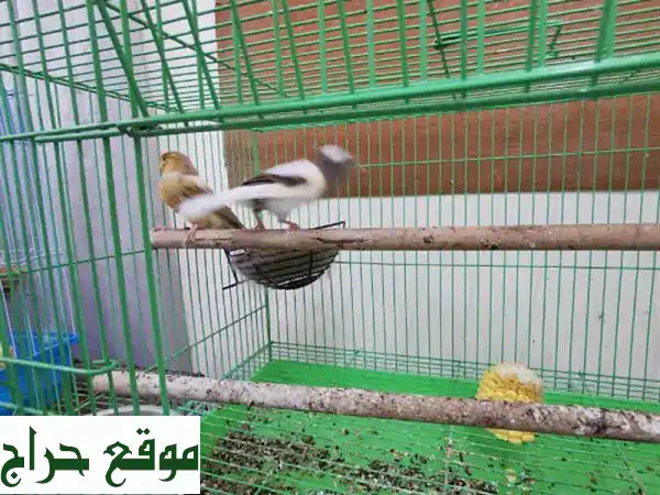 زوج كناري رائع (ذكر وأنثى) - جمال وتغريد يملأ منزلك بهجة! 2