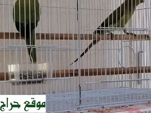 فرصة ذهبية: زوج طيور درة هندي أليف وجميل للبيع | شامل الأغراض بـ 550 درهم! 3