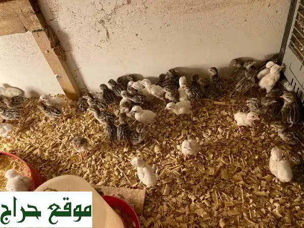 فرصة لا تعوض: صيصان حجل صغيرة (أبيض ورمادي) للبيع – دفعة كاملة لمشروعك الجديد! 2