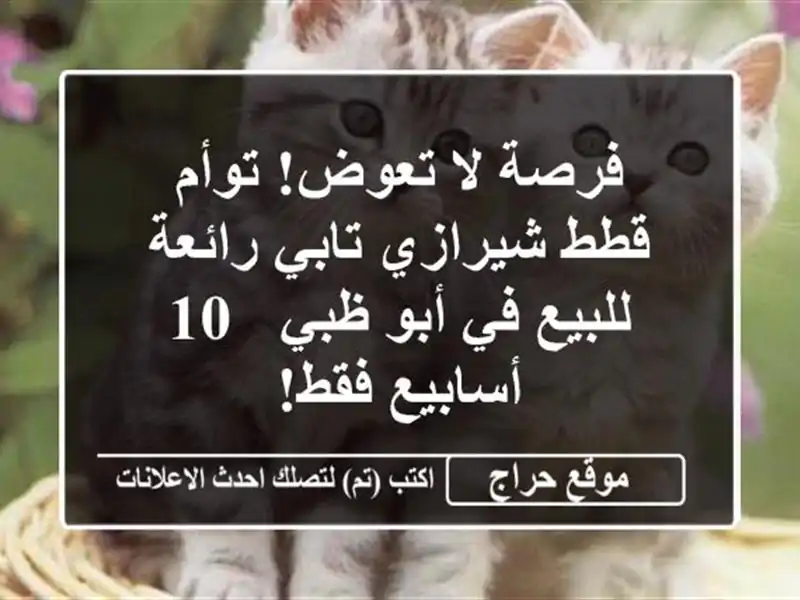 فرصة لا تعوض! توأم قطط شيرازي تابي رائعة للبيع في أبو ظبي - 10 أسابيع فقط!