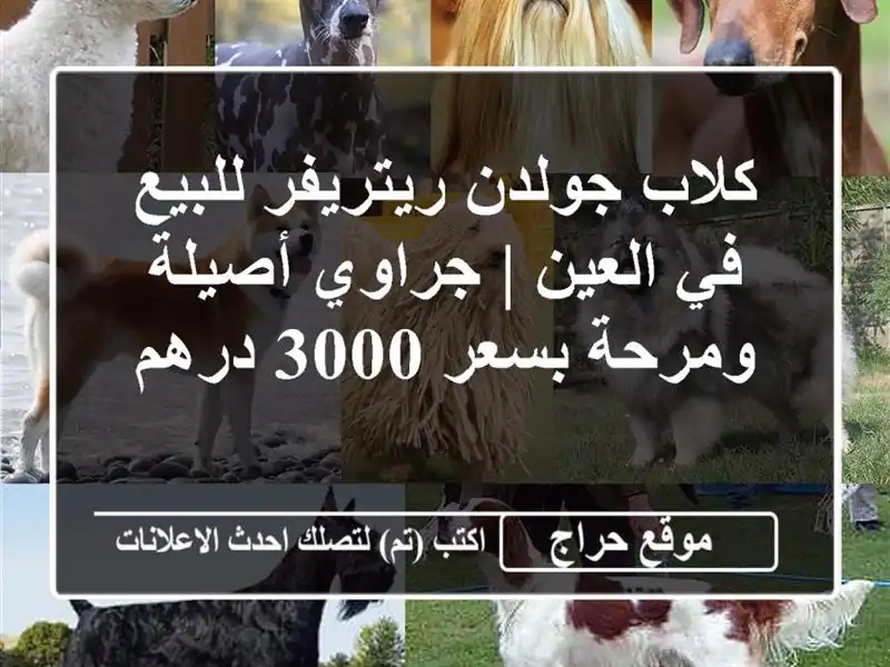 كلاب جولدن ريتريفر للبيع في العين | جراوي أصيلة ومرحة بسعر 3000 درهم