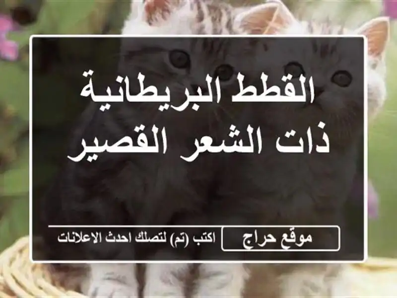 القطط البريطانية ذات الشعر القصير