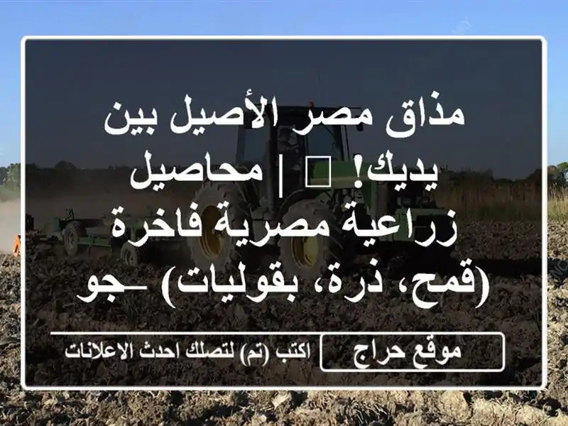 مذاق مصر الأصيل بين يديك! 🌾 | محاصيل زراعية مصرية فاخرة (قمح، ذرة، بقوليات) – جودة عالمية