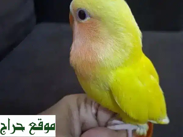 أضف السعادة لمنزلك: طيور حب أليفة جامبو للبيع - صحية، مدربة وجاهزة للعب! 2