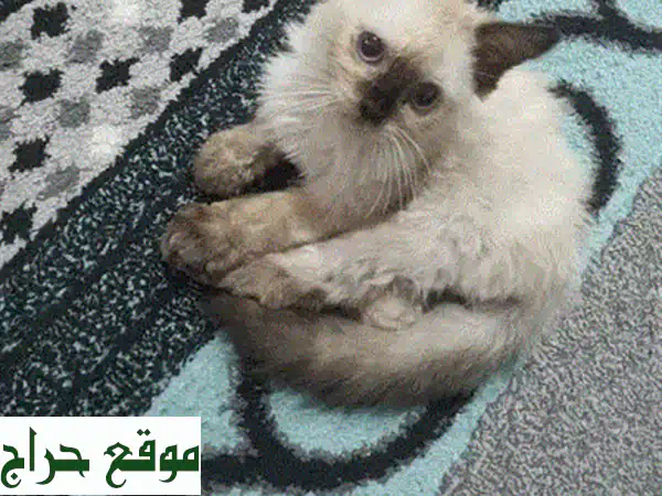 تبنّى الآن: قطة أنثى جميلة وحنونة للتبني مجاناً – رفيقة العمر بانتظارك! 3