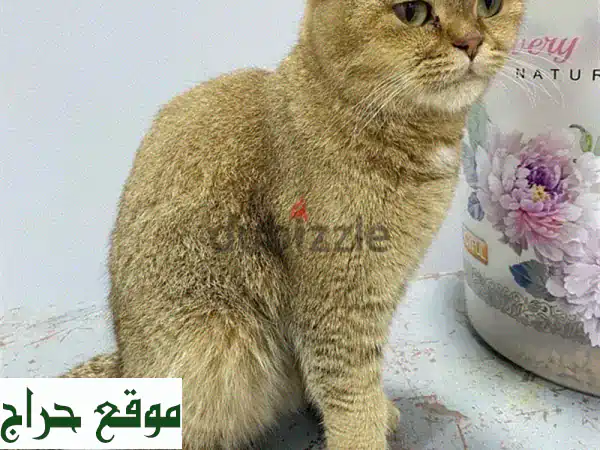تبنّى الآن: قطة أنثى جميلة وحنونة للتبني مجاناً – رفيقة العمر بانتظارك! 2
