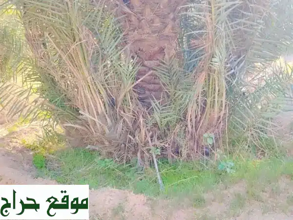 فرصة ذهبية! كميات ضخمة: فروخ نخل خلاص فاخرة و1000 فسيلة نخل مشكلة للبيع | استثمر في نجاحك الزراعي الآن! 2