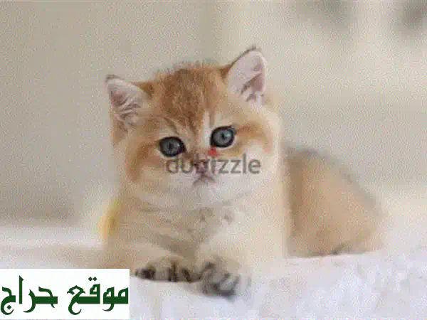 قطط سكوتش قولدن تشينشيلا نقية للبيع | رفيقك الصغير المدلل بانتظارك! 3