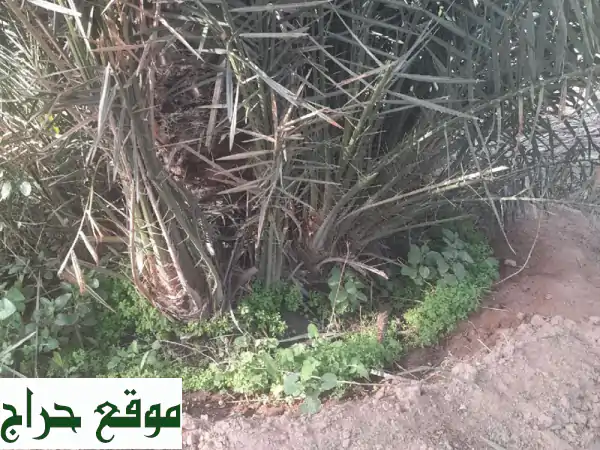 فرصة ذهبية! كميات ضخمة: فروخ نخل خلاص فاخرة و1000 فسيلة نخل مشكلة للبيع | استثمر في نجاحك الزراعي الآن! 3