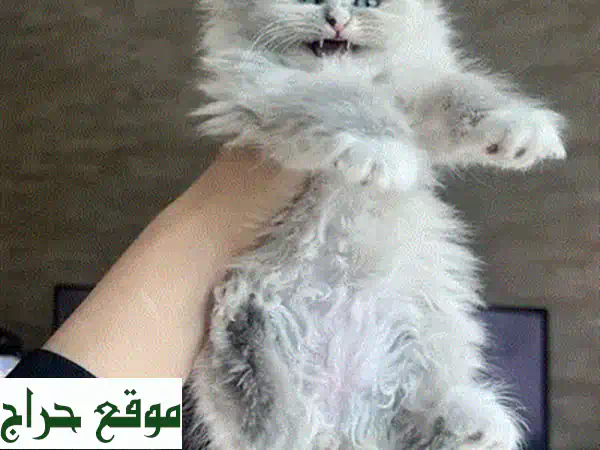 تبنّى الآن: قطة أنثى جميلة وحنونة للتبني مجاناً – رفيقة العمر بانتظارك! 4