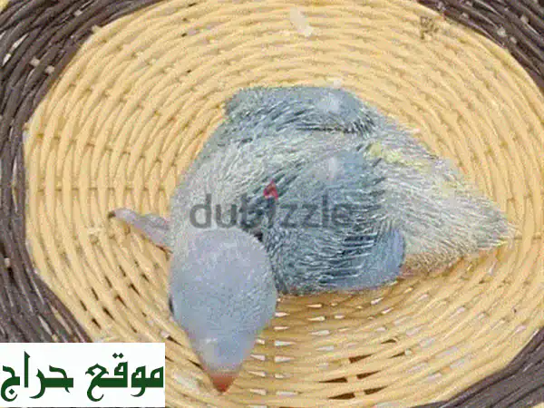 نابلي | عناية شهرية متكاملة لحيواناتك وحمامك: نظافة وراحة تدوم! 3