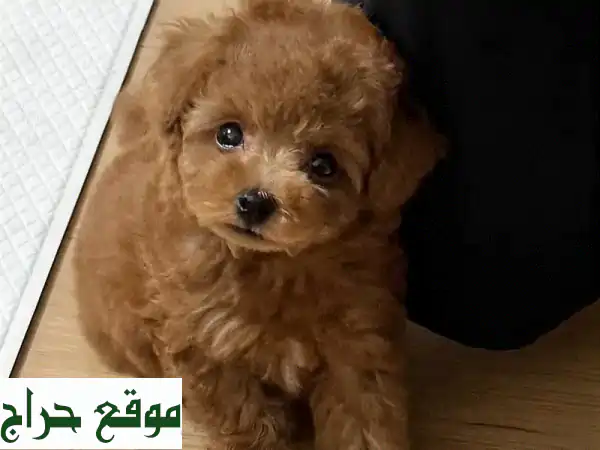 جرو بوردل توي وتيكاب للبيع: رفيقك المدلل المدرب ومنزلي بأوراق كاملة! 3