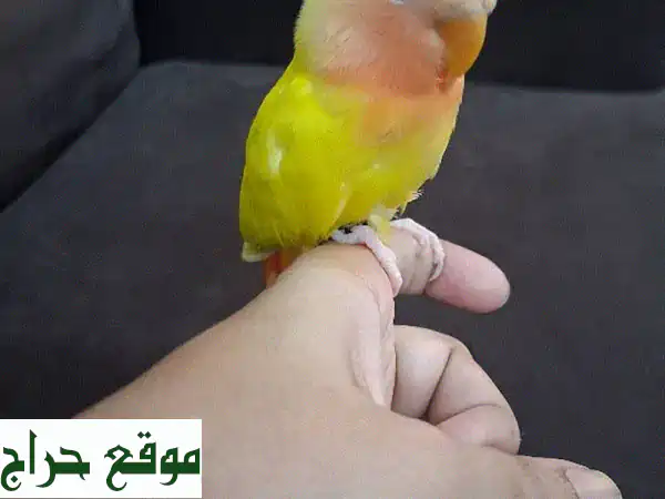 أضف السعادة لمنزلك: طيور حب أليفة جامبو للبيع - صحية، مدربة وجاهزة للعب! 3