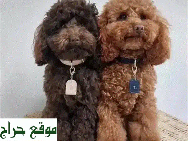 جرو بوردل توي وتيكاب للبيع: رفيقك المدلل المدرب ومنزلي بأوراق كاملة! 4