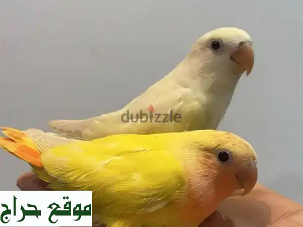 أضف السعادة لمنزلك: طيور حب أليفة جامبو للبيع - صحية، مدربة وجاهزة للعب!
