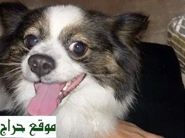 جرو الأحلام ينتظرك: كلب أليف صغير (مزيج شيه تزو/بودل) أسود وأبيض للبيع! 4