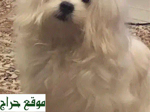 للبيع كلب 3
