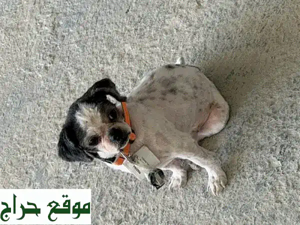 جرو الأحلام ينتظرك: كلب أليف صغير (مزيج شيه تزو/بودل) أسود وأبيض للبيع! 2