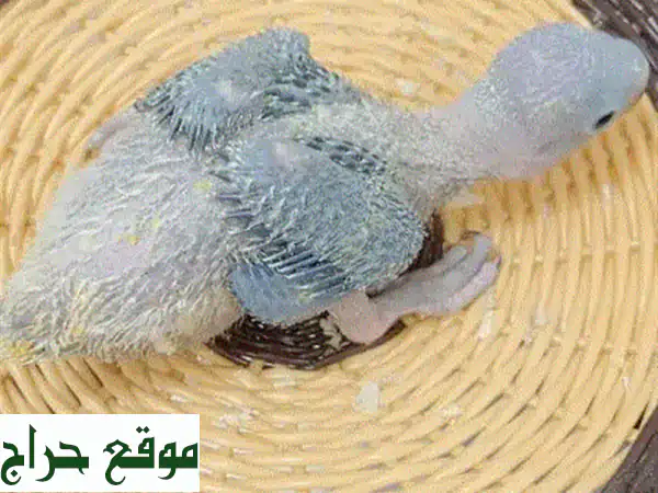 نابلي | عناية شهرية متكاملة لحيواناتك وحمامك: نظافة وراحة تدوم! 2