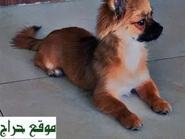 للبيع كلب 2