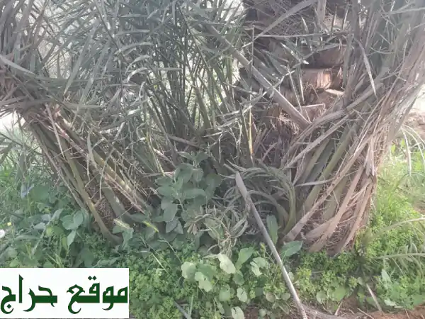 فرصة ذهبية! كميات ضخمة: فروخ نخل خلاص فاخرة و1000 فسيلة نخل مشكلة للبيع | استثمر في نجاحك الزراعي الآن! 4