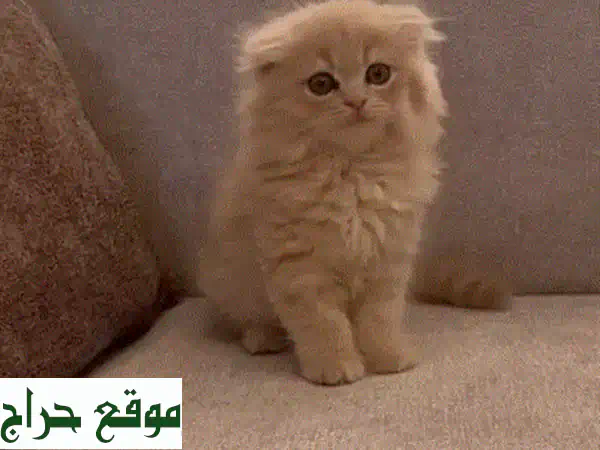 قط سكوتش فولد مكس شيرازي ذكر (شهرين) للبيع - رفيقك الودود بانتظارك! 2