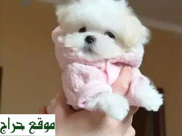 جرو بيشون مالطي للبيع | رفيق أحلامك الصغير والذكي! كلاب بيشون مالطي أصلية مضادة للحساسية في الجديدة. 4