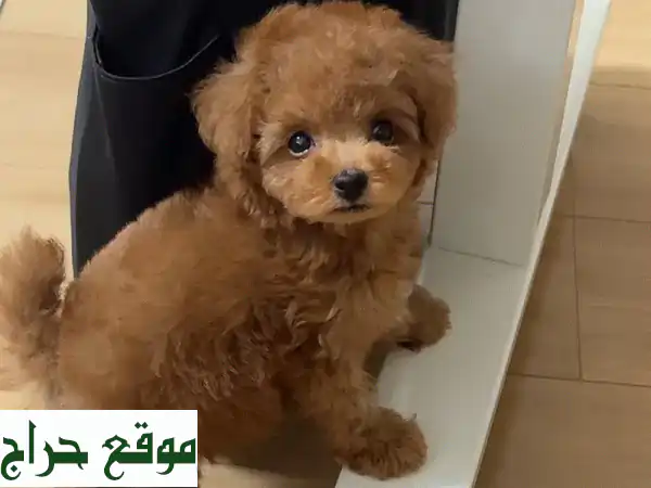 جرو بوردل توي وتيكاب للبيع: رفيقك المدلل المدرب ومنزلي بأوراق كاملة! 2
