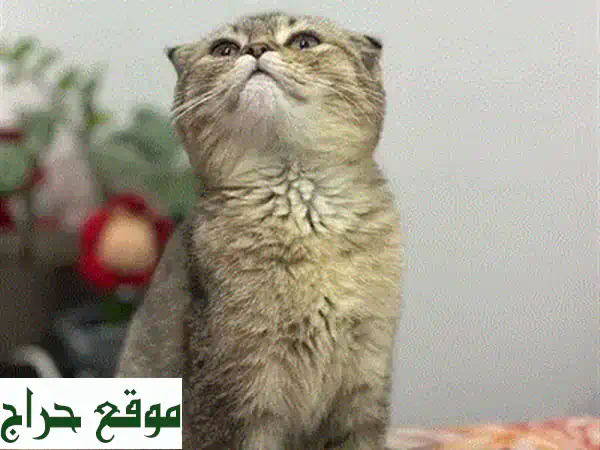 قط سكوتش فولد مكس شيرازي ذكر (شهرين) للبيع - رفيقك الودود بانتظارك! 3