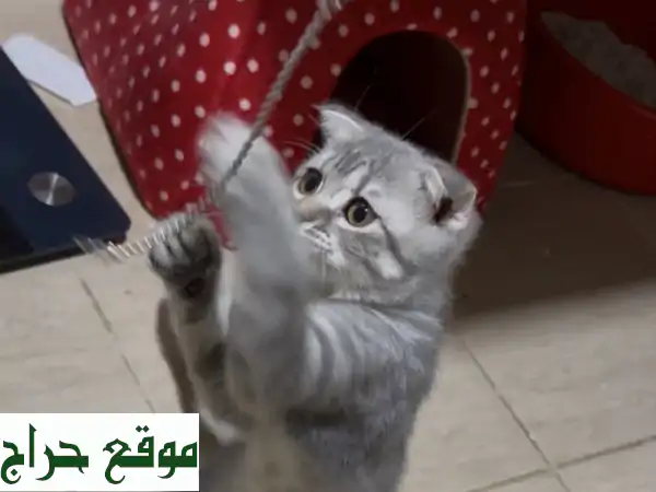 فرصة لا تعوض! مكس سكوتش فولد 3 شهور للبيع | مدربة على الرمل ولعوبة لا تعض! 2