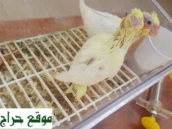أضف السعادة لمنزلك: طيور حب أليفة جامبو للبيع - صحية، مدربة وجاهزة للعب! 4