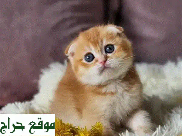 قطط سكوتش قولدن تشينشيلا نقية للبيع | رفيقك الصغير المدلل بانتظارك! 2