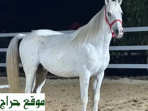 حصان واهو سوري مختوم: بطل السيرك 8 سنوات - ذكاء استثنائي وطاعة مطلقة | رفيقك المثالي 2
