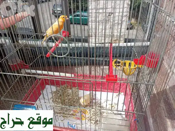 جوز كناري للبيع: ذكر وأنثى منتجان | جمال وبهجة لمنزلك 3