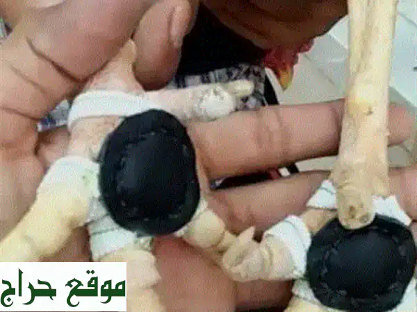 حامي أقدام الديوك المقاتلة الأصلية: درع جلد فاخر لأبطالك (Aseel Fighter Foot Guard) 3