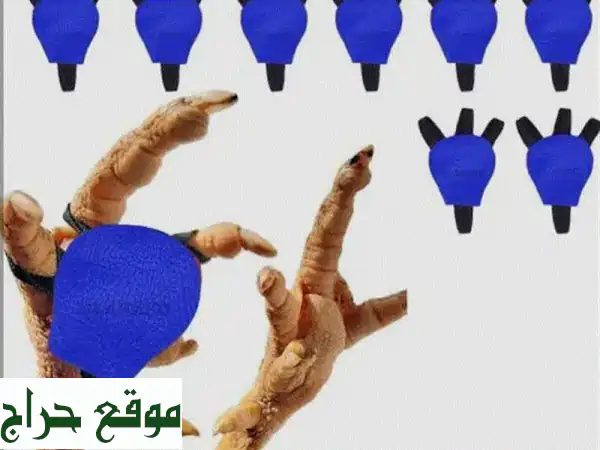 حامي أقدام الديوك المقاتلة الأصلية: درع جلد فاخر لأبطالك (Aseel Fighter Foot Guard) 2
