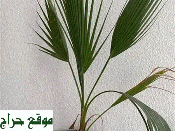 نباتات داخلية للبيع مع أصصها | جمال أخضر لمنزلك - فرصة الانتقال! 4
