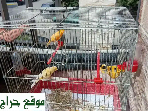 جوز كناري للبيع: ذكر وأنثى منتجان | جمال وبهجة لمنزلك 4