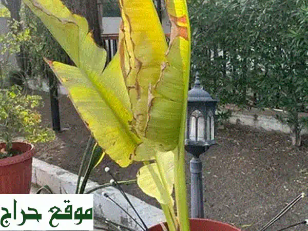 نباتات داخلية للبيع مع أصصها | جمال أخضر لمنزلك - فرصة الانتقال! 3