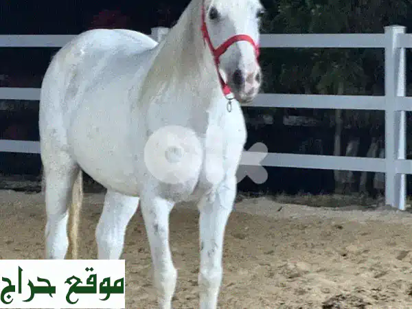 حصان واهو سوري مختوم: بطل السيرك 8 سنوات - ذكاء استثنائي وطاعة مطلقة | رفيقك المثالي 4