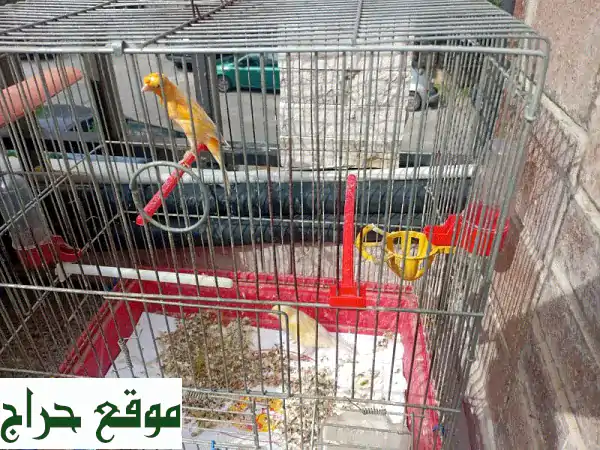 جوز كناري للبيع: ذكر وأنثى منتجان | جمال وبهجة لمنزلك 2