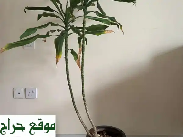 نباتات داخلية للبيع مع أصصها | جمال أخضر لمنزلك - فرصة الانتقال! 2