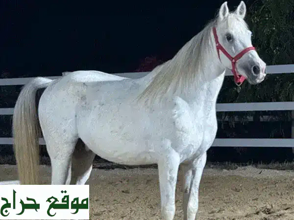 حصان واهو سوري مختوم: بطل السيرك 8 سنوات - ذكاء استثنائي وطاعة مطلقة | رفيقك المثالي 3