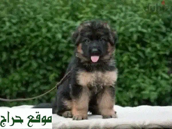 🐾 جراء مالطيبو ميني ساحرة للبيع | Maltipoo Puppies – ذكور وإناث | شخصية رائعة وصحة ممتازة 🐾 2